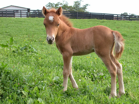 .Shetlandský pony.jpg