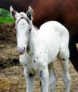 appaloosa hříbě-0.jpg